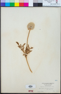 Anemone occidentalis image