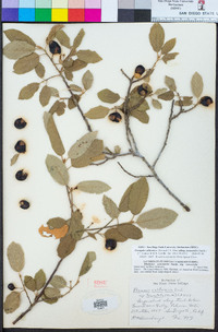 Frangula californica subsp. tomentella image