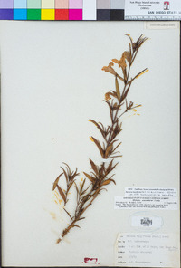 Diplacus longiflorus image