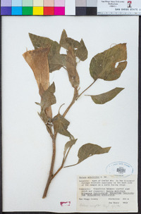 Datura wrightii image