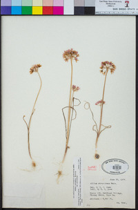 Allium atrorubens image