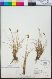 Carex breweri image