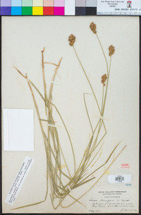 Carex rossii image