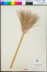 Cyperus papyrus image