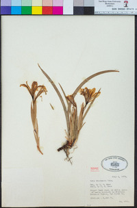 Iris bracteata image