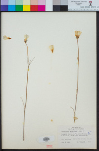 Calochortus leichtlinii image