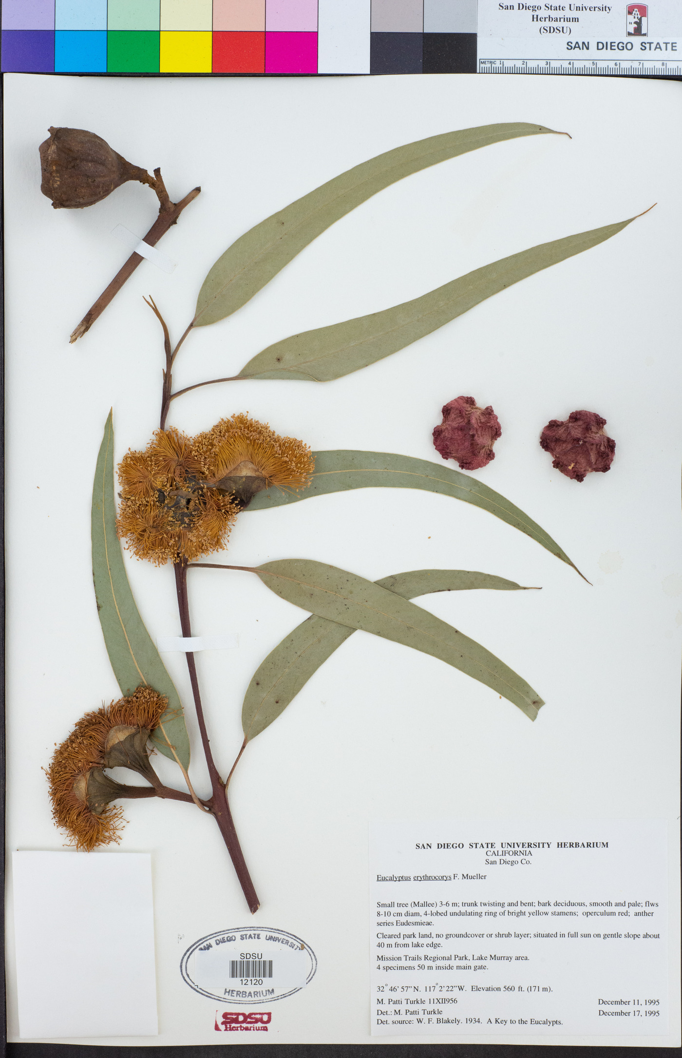 Eucalyptus erythrocorys image