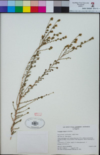 Holocarpha virgata subsp. elongata image