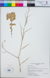 Brassica tournefortii image