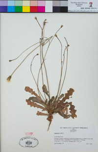 Hypochaeris glabra image