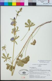 Sidalcea sparsifolia image