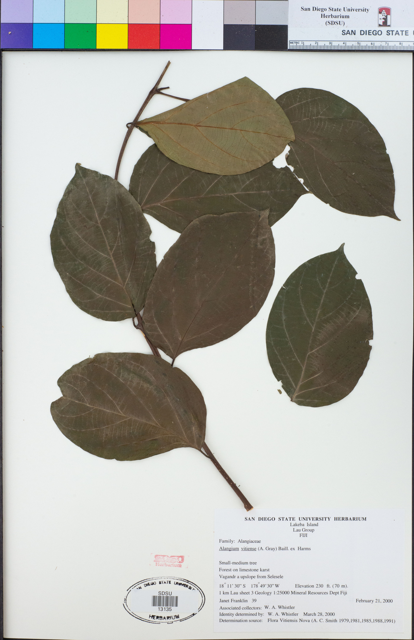 Alangium villosum image