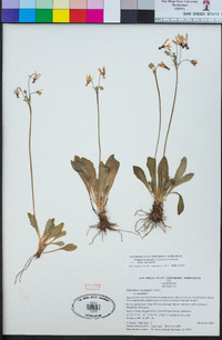 Primula clevelandii image