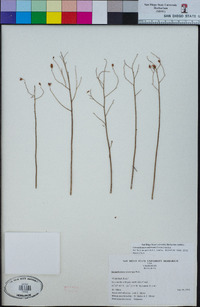 Crocanthemum aldersonii image