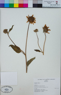 Helianthus annuus image