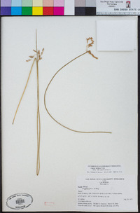 Juncus balticus subsp. ater image