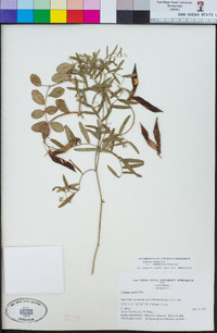 Lathyrus vestitus var. alefeldii image