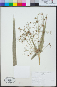 Scirpus microcarpus image