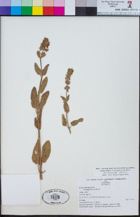 Stachys bergii image