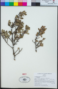 Cercocarpus betuloides var. betuloides image