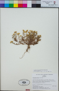 Matricaria discoidea image