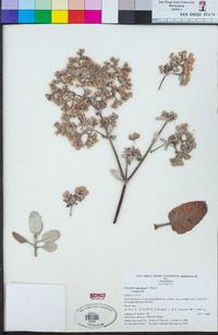 Eriogonum giganteum var. giganteum image