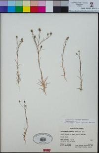 Osmadenia tenella image