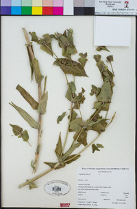 Euphorbia lathyris image