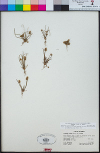 Plantago erecta image