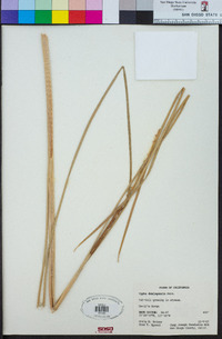 Typha domingensis image