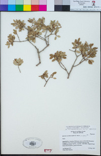 Quercus cornelius-mulleri image