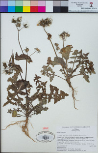 Sonchus oleraceus image