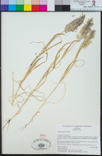 Lamarckia aurea image