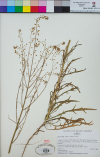 Thysanocarpus laciniatus image