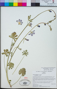 Sidalcea sparsifolia image