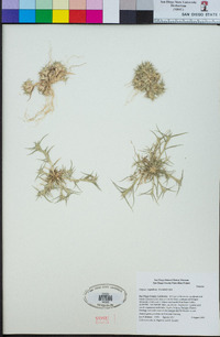 Crypsis vaginiflora image