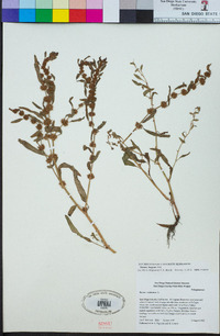 Rumex fueginus image