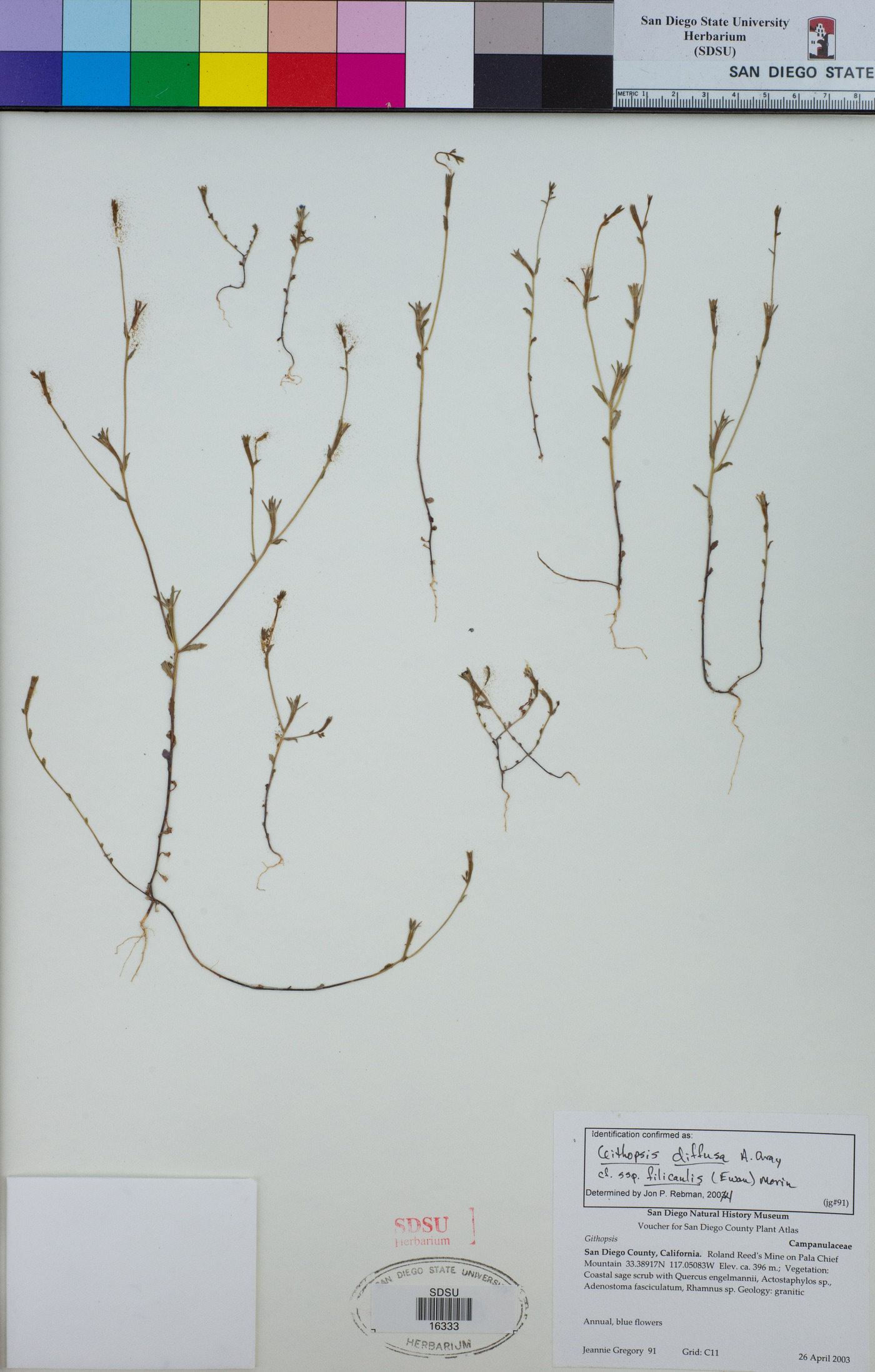 Githopsis diffusa subsp. filicaulis image