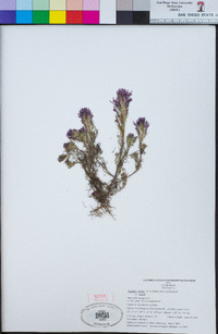 Castilleja exserta image