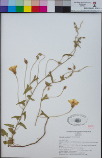 Calystegia macrostegia image