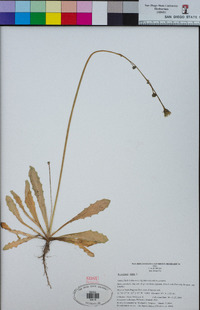 Hypochaeris glabra image