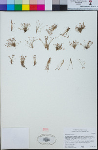 Juncus tiehmii image