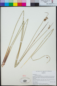 Juncus effusus image