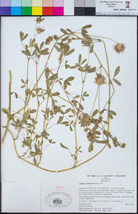 Trifolium obtusiflorum image