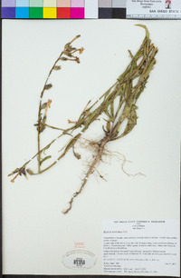 Nicotiana quadrivalvis image