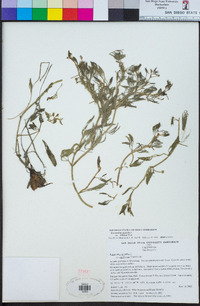 Ranunculus aquatilis var. diffusus image