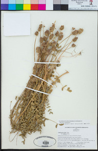 Poterium sanguisorba image