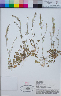 Cardamine hirsuta image