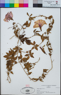 Ipomoea cairica image