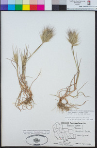 Bromus madritensis image